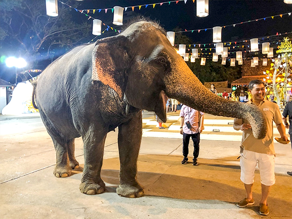 <バナナを頬張る象>写真57