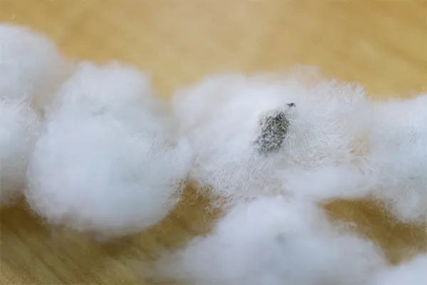 綿の実と種